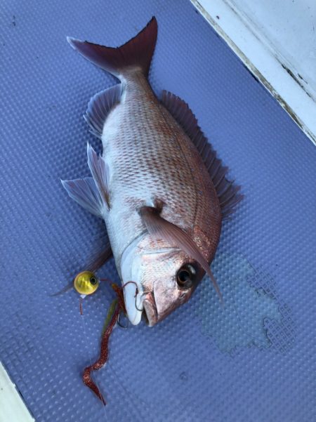新幸丸 釣果
