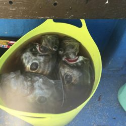 海龍丸（石川） 釣果