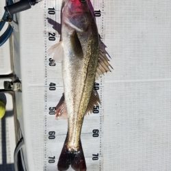 海龍丸(島根) 釣果