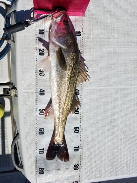 海龍丸(島根) 釣果