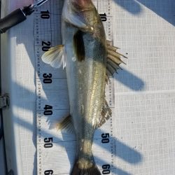 海龍丸（島根） 釣果