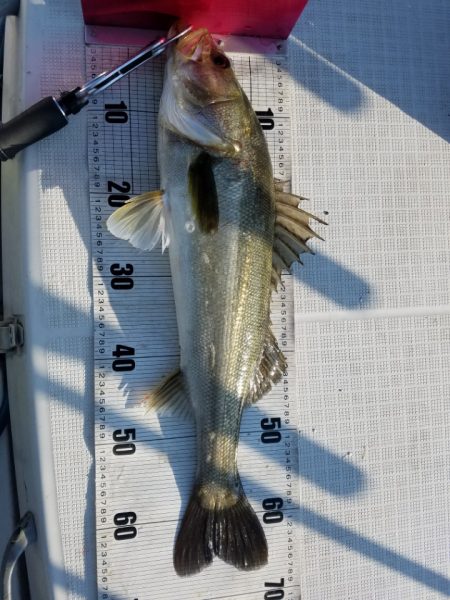 海龍丸（島根） 釣果