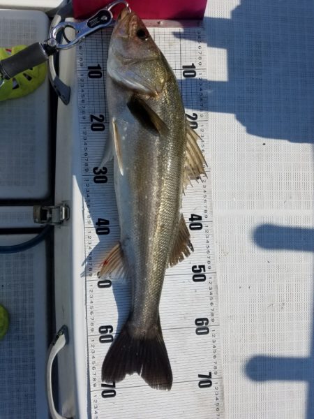 海龍丸（島根） 釣果