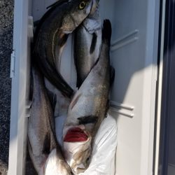 海龍丸（島根） 釣果