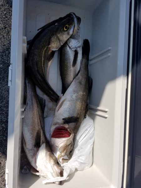 海龍丸（島根） 釣果