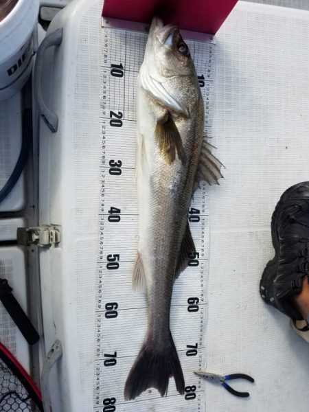 海龍丸（島根） 釣果