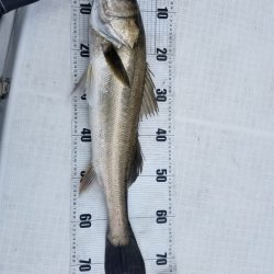 海龍丸(島根) 釣果