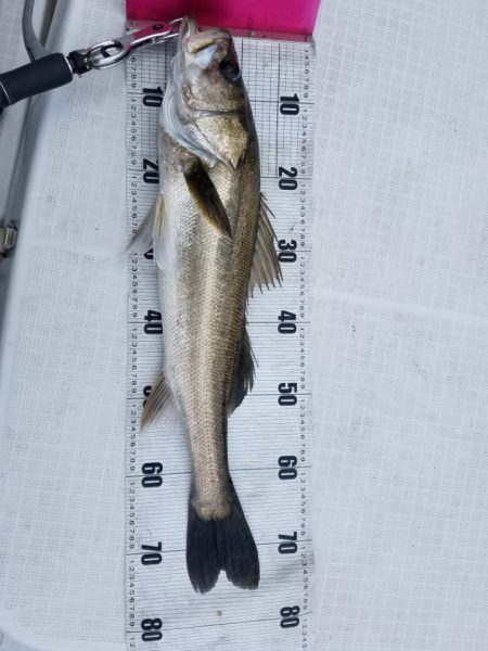 海龍丸(島根) 釣果