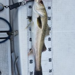 海龍丸(島根) 釣果