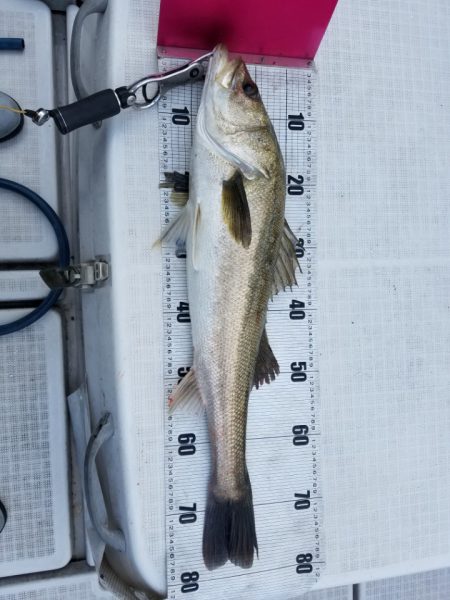 海龍丸(島根) 釣果