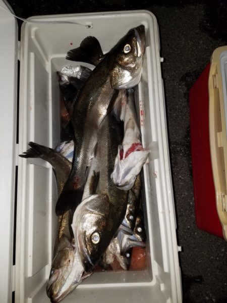 海龍丸(島根) 釣果