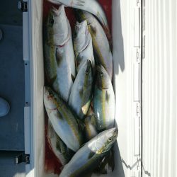 エンペラー 釣果