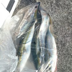 エンペラー 釣果