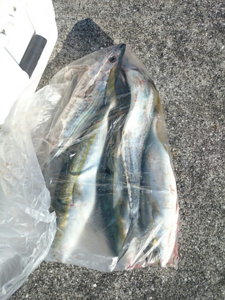 エンペラー 釣果