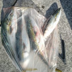 エンペラー 釣果