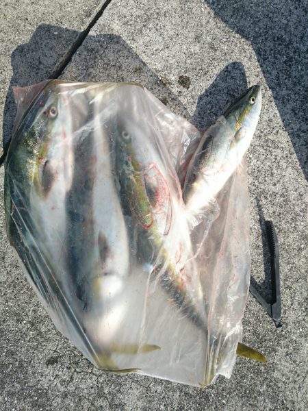 エンペラー 釣果