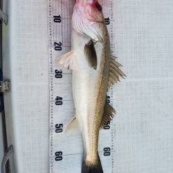 海龍丸（島根） 釣果