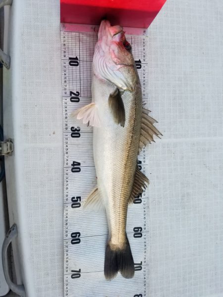 海龍丸（島根） 釣果