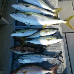 エンペラー 釣果