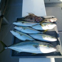 エンペラー 釣果