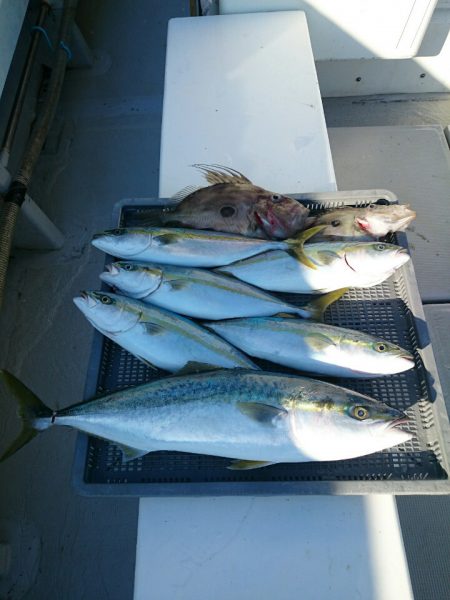 エンペラー 釣果