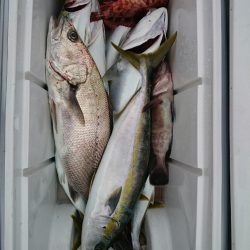 エンペラー 釣果