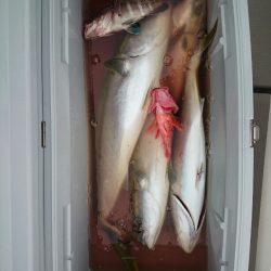 エンペラー 釣果