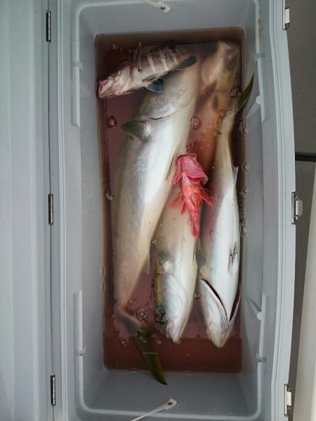 エンペラー 釣果