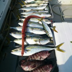 エンペラー 釣果