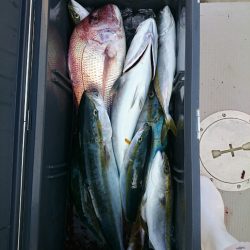 エンペラー 釣果