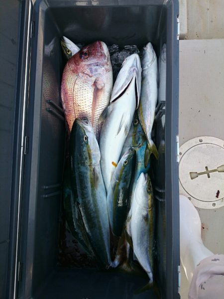 エンペラー 釣果