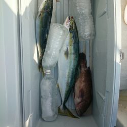 エンペラー 釣果