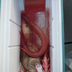 エンペラー 釣果