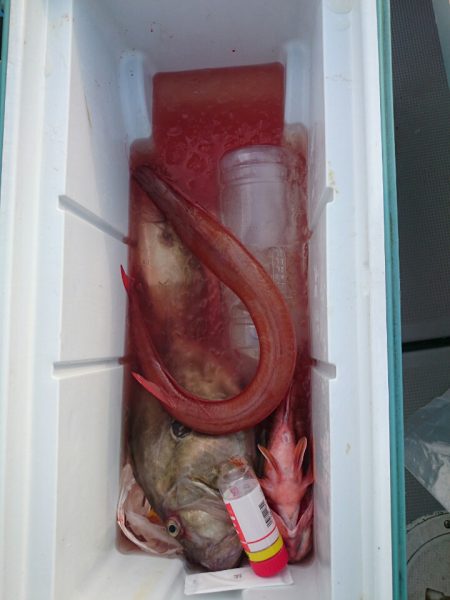 エンペラー 釣果