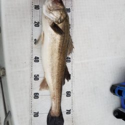 海龍丸(島根) 釣果