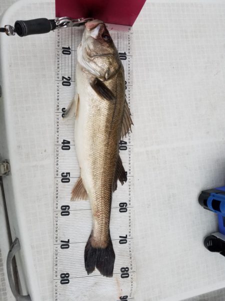 海龍丸(島根) 釣果