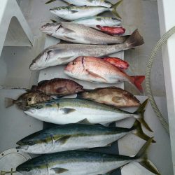 エンペラー 釣果