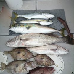 エンペラー 釣果