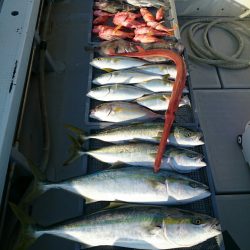 エンペラー 釣果