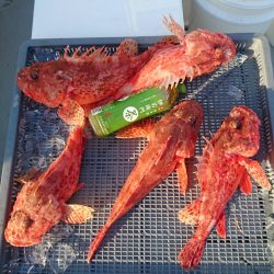 エンペラー 釣果