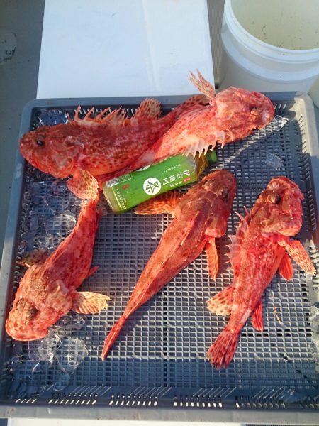 エンペラー 釣果