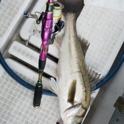 海龍丸（島根） 釣果