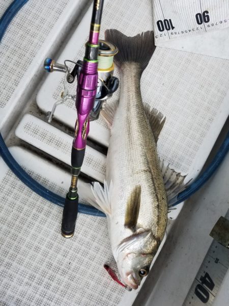 海龍丸（島根） 釣果