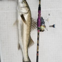 海龍丸（島根） 釣果