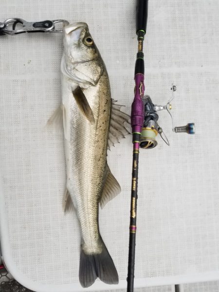 海龍丸（島根） 釣果