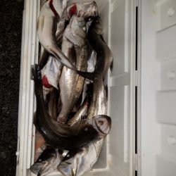 海龍丸（島根） 釣果