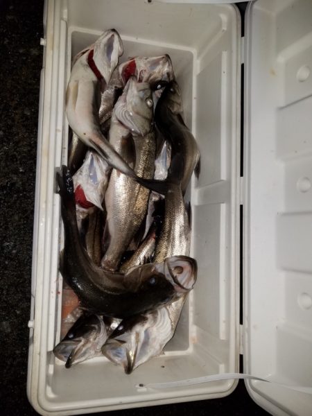 海龍丸（島根） 釣果