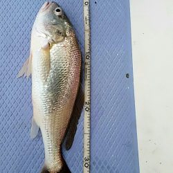 金沢八景鴨下丸 釣果