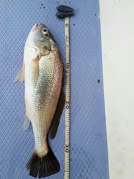 金沢八景鴨下丸 釣果