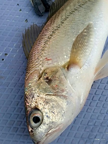 金沢八景鴨下丸 釣果